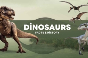 Academy Awards (Oscars) A Comprehensive Overview of History and Facts